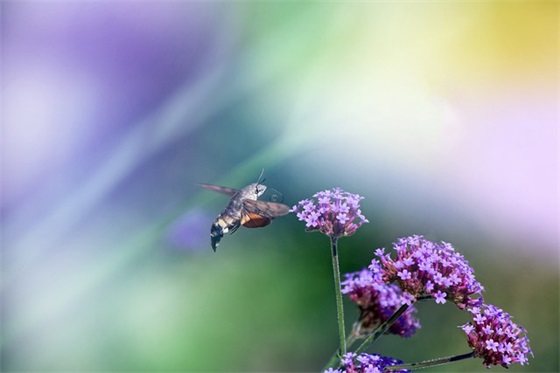 2026爱家乡赞美家乡优美语录