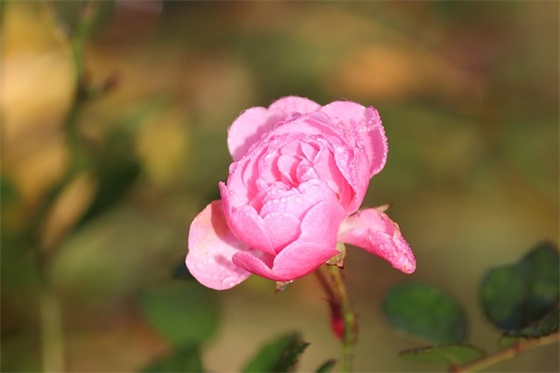 微信鸡汤语录正能量朋友圈(励志早安心语正能量朋友圈)