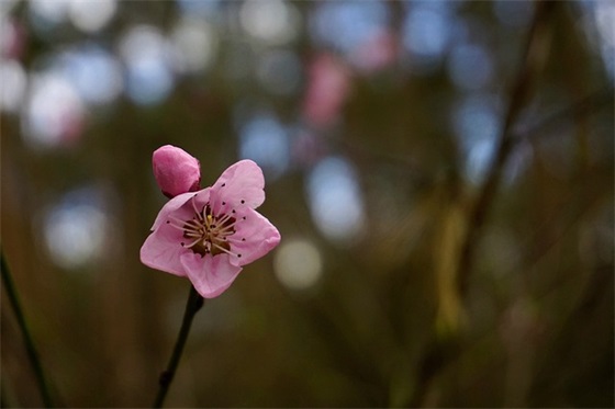 逗比爱情语录81句