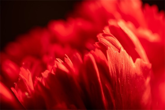 爱的情感语录经典句子