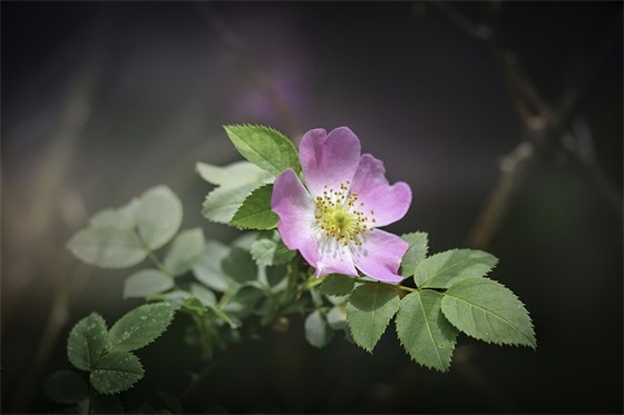 晚安语录话唯美文案 晚安语录