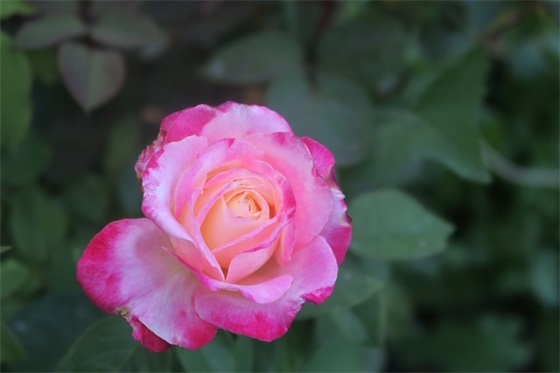 最新伤心个性签名微语录