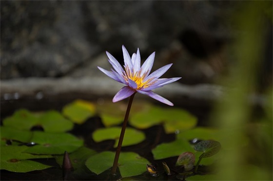 每日励志语录英语