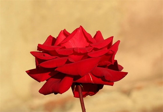 2026开心的语录说说