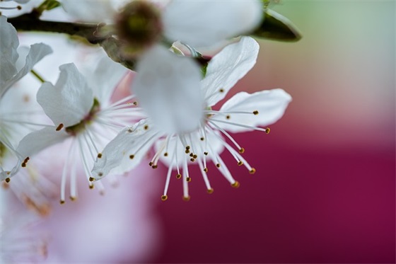 麦兜的语录68句