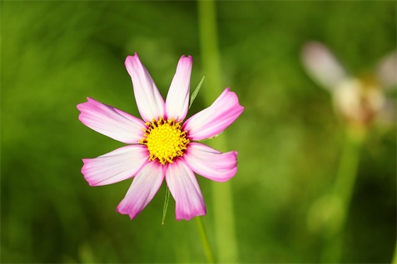 2026年大学开学励志经典语录大全