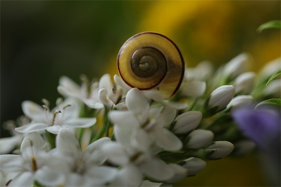 唯美而伤感的经典语录