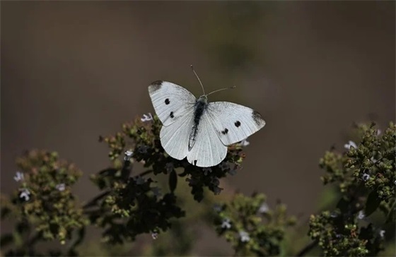 纯真博物馆经典语录15句