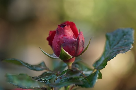 妹妹结婚祝福语大全 【妹妹结婚祝福语句简短唯美】
