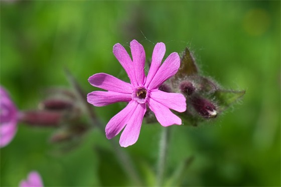 药店新年祝福语简短创意 【药店新年寄语】