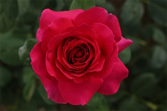 带马字的祝福语 【带马字的新年祝福语】