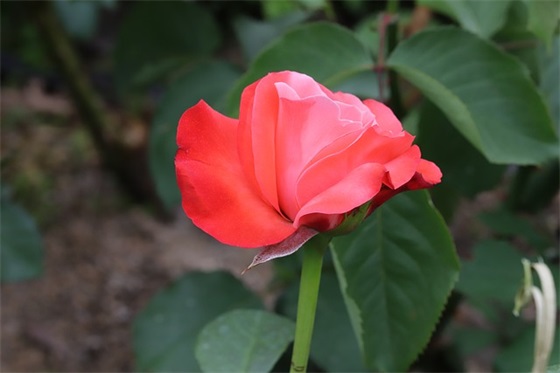 过生日祝福语大全 【少年过生日祝福语大全】