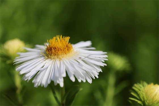 关于女儿生日的祝福语 【对女儿生日祝福语 简短独特】