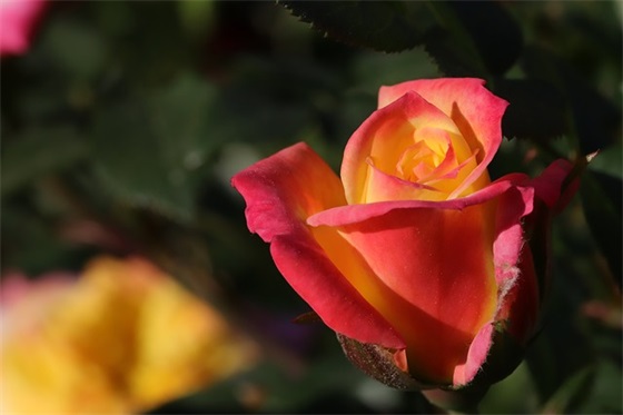 夫妻祝福语4个字 【8个字浪漫寄语】