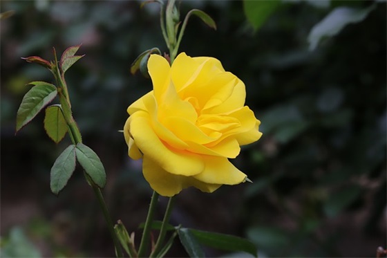 订婚宴祝福语怎么说简单 【有什么订婚宴的祝福语】