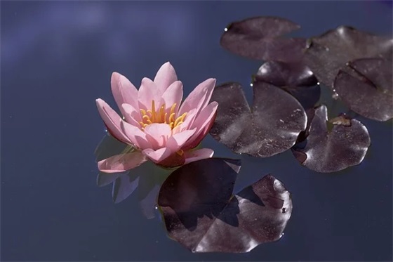 结婚祝福语词 【新婚祝词】