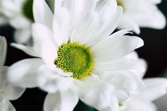 2026精选冰心经典语录大全(冰心经典语录名言)