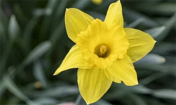 柳传志语录44句