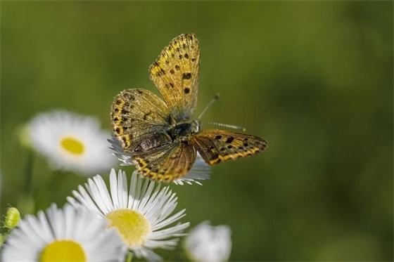 有关努力赚钱鸡汤语录 赚钱鸡汤语录