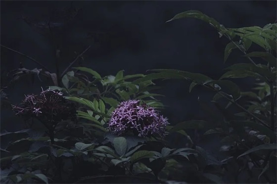 爱情经典句子伤心语录