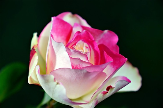 张爱玲的爱情经典语录(张爱玲的爱情语录的感慨)