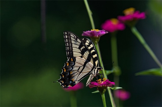 表示要努力的名人语录