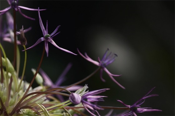 绝世唐门经典语录54句