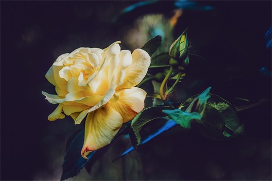 生活正能量励志语录