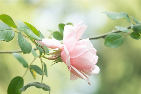 心情小助手微博语录88句