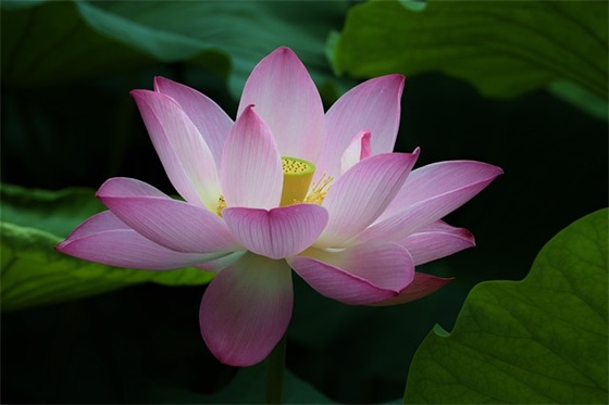 小时代顾里经典语录83句