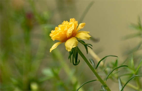 简短的非主流爱情语录