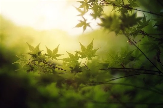 关于晚安最美一句话 有深意的晚安句子