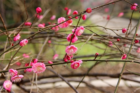 元宵节祝福的话语简短 元宵节的祝福简短语句
